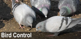 Bird Control