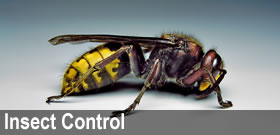 Insect Control