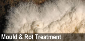 Mould & Rot Treatments