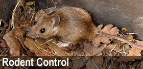 Rodent Control