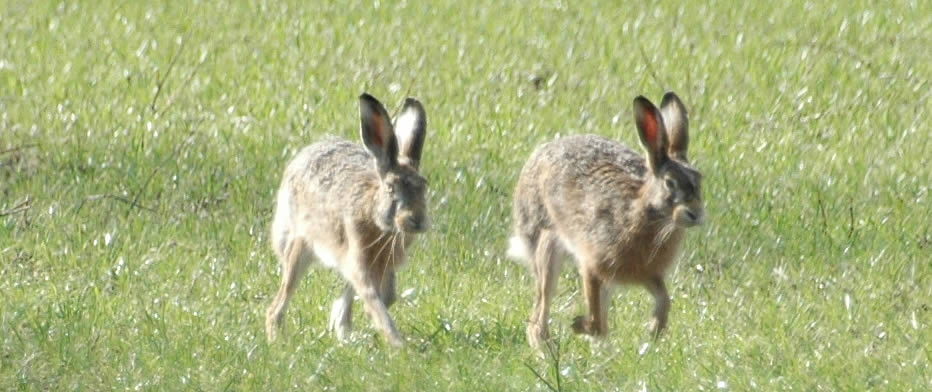 Rabbit & Hare Control