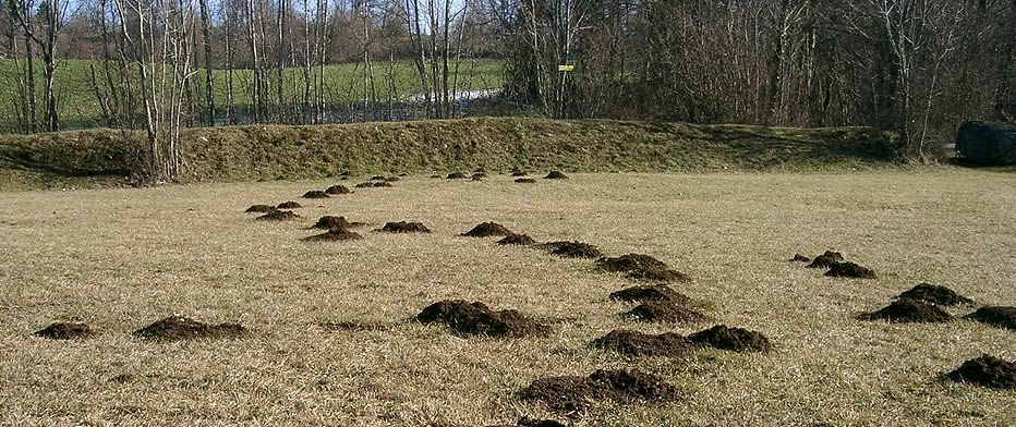 Mole Control