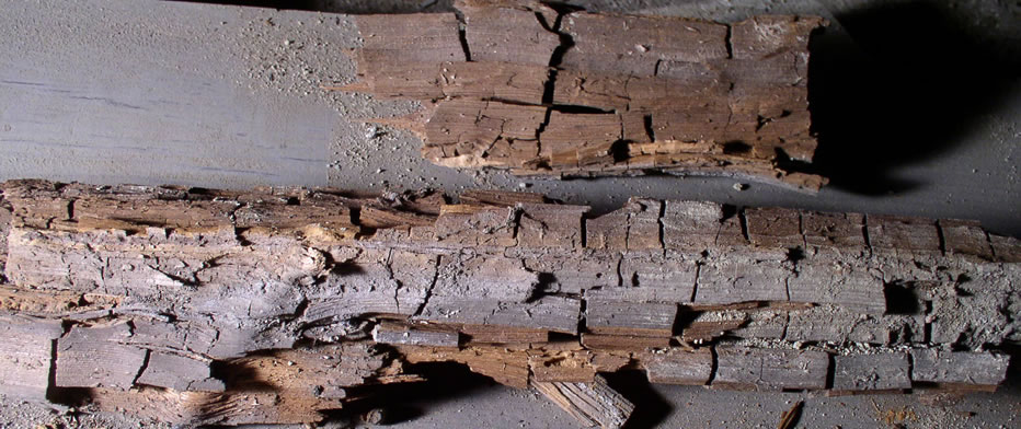 Dry Rot, Wet Rot & Mould