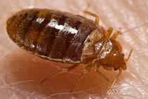 Bedbug Extermination