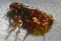 Flea Extermination