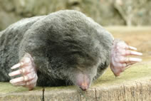 Mole Control