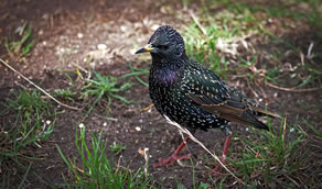 Starling Control
