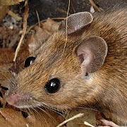Yellownecked Mouse Control
